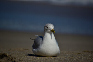 Adult non-breeding ring-billed gull resting on the beach