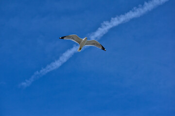 Ring-billed gull soaring under a jet contrail along the Florida coast