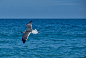 Adult laughing gull in winter plumage flying along the south florida coastline