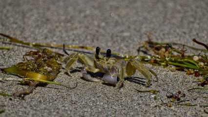 Atlantic ghost crab looking around the beach