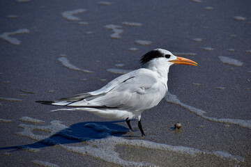 Non-breeding adult Royal Tern along the tide line