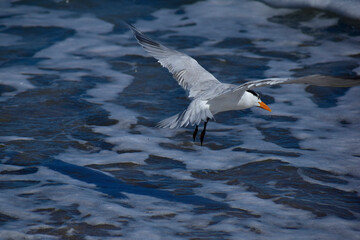 A Royal Tern flying over the ocean, followed by its shadow