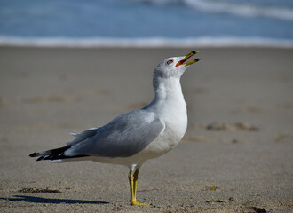 Adult ring-billed gull vocalizing on the beach