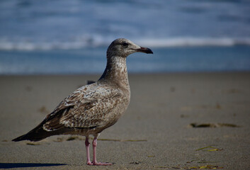 Juvenile American herring gull standing and looking along the beach