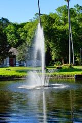 Naklejka premium spring tree leaf and pond in florida