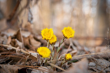 yellow flowers in the forest