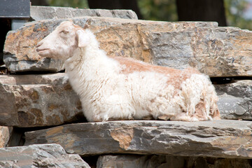 the goat is resting on top of rocks