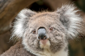 this is a close up of an Australian Koala