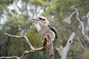 the laughing kookaburra is perched on a branch