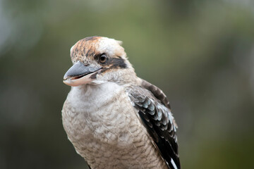 this a close up of a laughing kookaburra