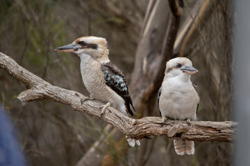 the laughing kookaburras have a white body and face with brown and blue wings