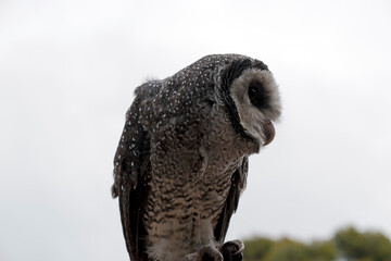 the lesser sooty owl has a heart shaped face and is brown and white