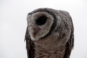 this is a close up of a lesser sooty owl