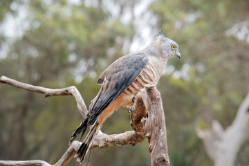 the Pacific baza has a grey face with yellow eyes white and brown striped chest and drak grey wings
