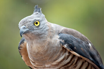 this is a close up of a Pacific Baza
