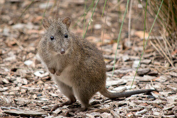 the long nosed potoroo looks similar to a rat