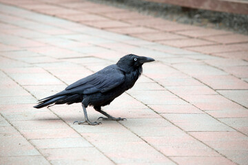 the raven is an all black bird with a whiite eye