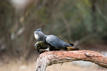 the female red tailed black cockatoo is black and yellow  with a grey bill
