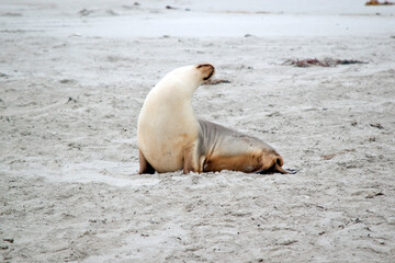 Fototapeta premium the sea lion is white on the bottom and grey on top