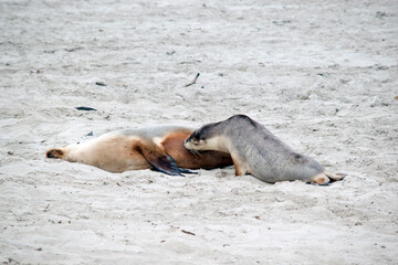 Fototapeta premium the sea lion is on the beach at Seal Bay