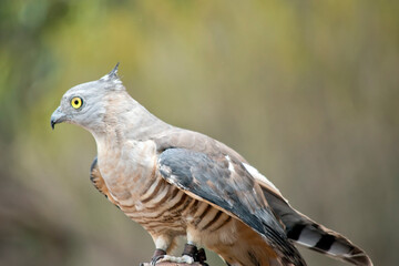 this is a close up of a Pacific Baza