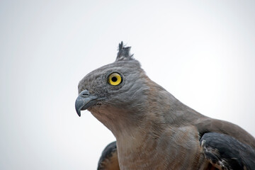 the Pacific baza has a grey face with yellow eyes white and brown striped chest and drak grey wings - obrazy, fototapety, plakaty