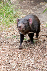 the Tasmanian devil is walking in the forest