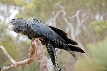 the female red tailed black cockatoo is black with yellow markings