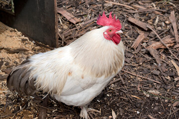 this is a side view of a rooster