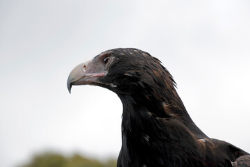 this is a side view of a wedge tailed eagle