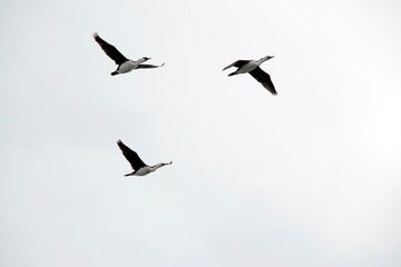 this is a flock of pied cormorants flying