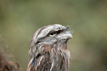 this is a close up of a tawny frogmouth