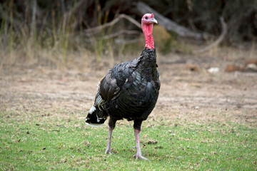 the wild Emerican turkey has a red head and nech black body with white stripes on its tail