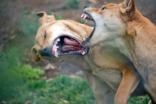 the two dingos are fighting to see which is the alpha dog
