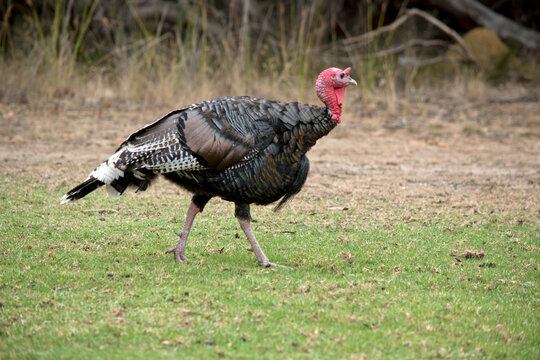 this is a side view of a wild American turkey