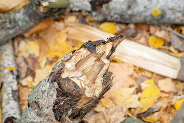 Broken branch of a tree in the autumn forest. Consequences of a storm or hurricane. Fallen yellow foliage. Close-up, selected focus