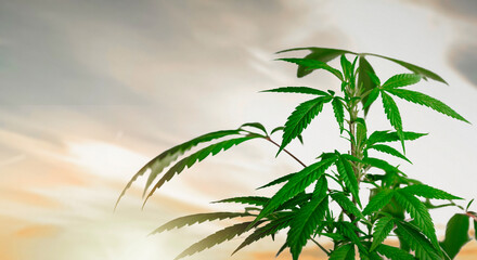 Leafy Cannabis plant against cloudy skies outdoor at sunset