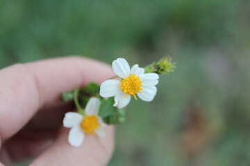 yellow and white flower