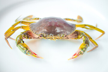 Green crab on a white plate ready to be cooked.