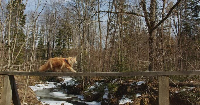 a red domestic Maine Coon cat in a harness wags its head and walks along the handrail, along the drus, graceful passage of a cat on a beam in a forest in nature, a cat on a walk