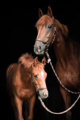 Portrait von Stute und Fohlen im Stall © M. Bischof