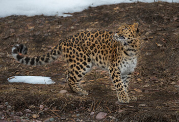 Amur Leopard