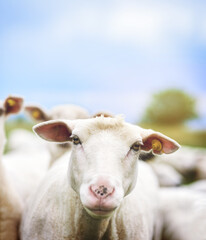 Fototapeta premium Its a sheeps life. Cropped shot of sheep on a farm.