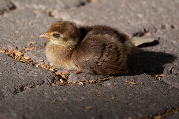 little peacock on the floor