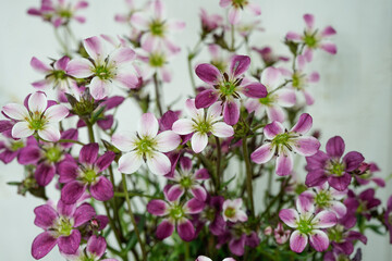 Carnival Saxifrage flowering plant. Small pink, purple, white flowers. White background.