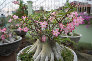 Big Pink adenium in pot, The big roots of the adenium are perfect and beautiful shape adenium flower for decoration.