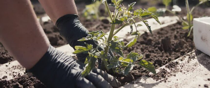 Female hand caress soil plants tomato seedling spring garden close up