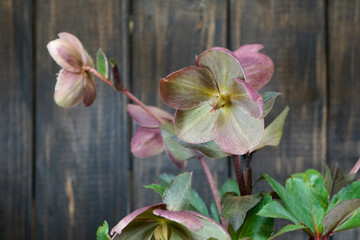 Pink Frost Lenten Rose Hellebore plant against a dark wood background. Flowering plant.