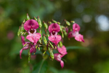 Fototapeta na wymiar magenta pink impatiens glandulifera Himalayan balsam with drops of dew on its leaves