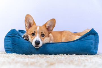 Adorable Welsh corgi Pembroke or cardigan puppy is lying quietly in a blue pet bed and resting,...